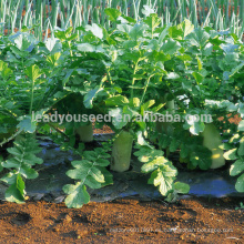 R03 Nanpangzhou madurez tardía semillas de rábano blanco, op semillas para plantar